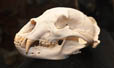 Skull 1
