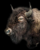 Shoulder Mount 5 (Bison)