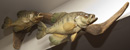 Fish Mount 2