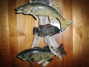 Fish Mount 7