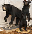 Black bear mount