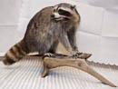 Beautiful raccoon mount