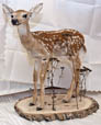 Life size deer mount