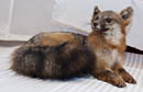 Life size fox