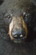 Large black bear mount