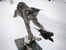 Life Size lynx mount with bird