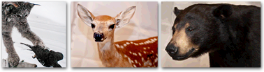 Taxidermy Services in Northern Ontario