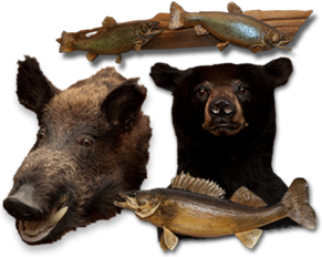 Taxidermy Services and Pricing